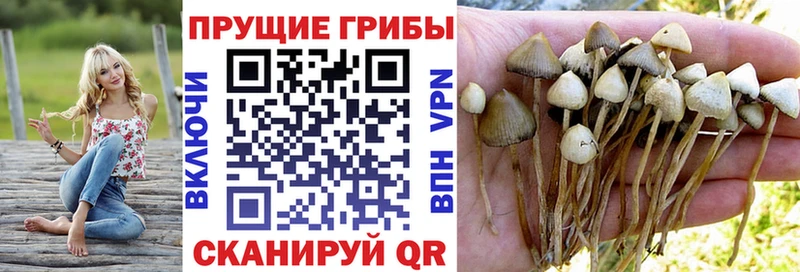 Галлюциногенные грибы Psilocybe  дарк нет наркотические препараты  Заводоуковск 