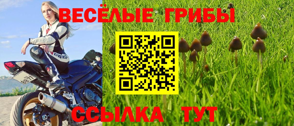 Псилоцибиновые грибы Psilocybine cubensis Заводоуковск